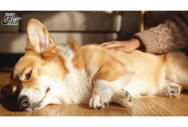 FPRE-228 Sex With A Beautiful Mistress From A Dog's Perspective! I Keep An Obedient Pet Behind My Husband's Back - A Lonely Big-breasted Young Wife's Raw Mating And Pet-keeping Love - Kikuno Ran Screenshot 1